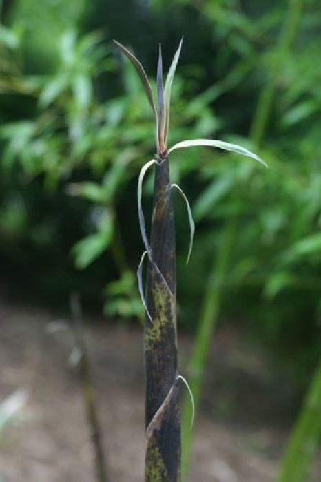 Phyllostachys litophylla