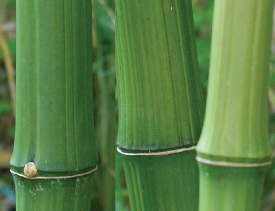 Phyllostachys bambusoides 'Marliacea'