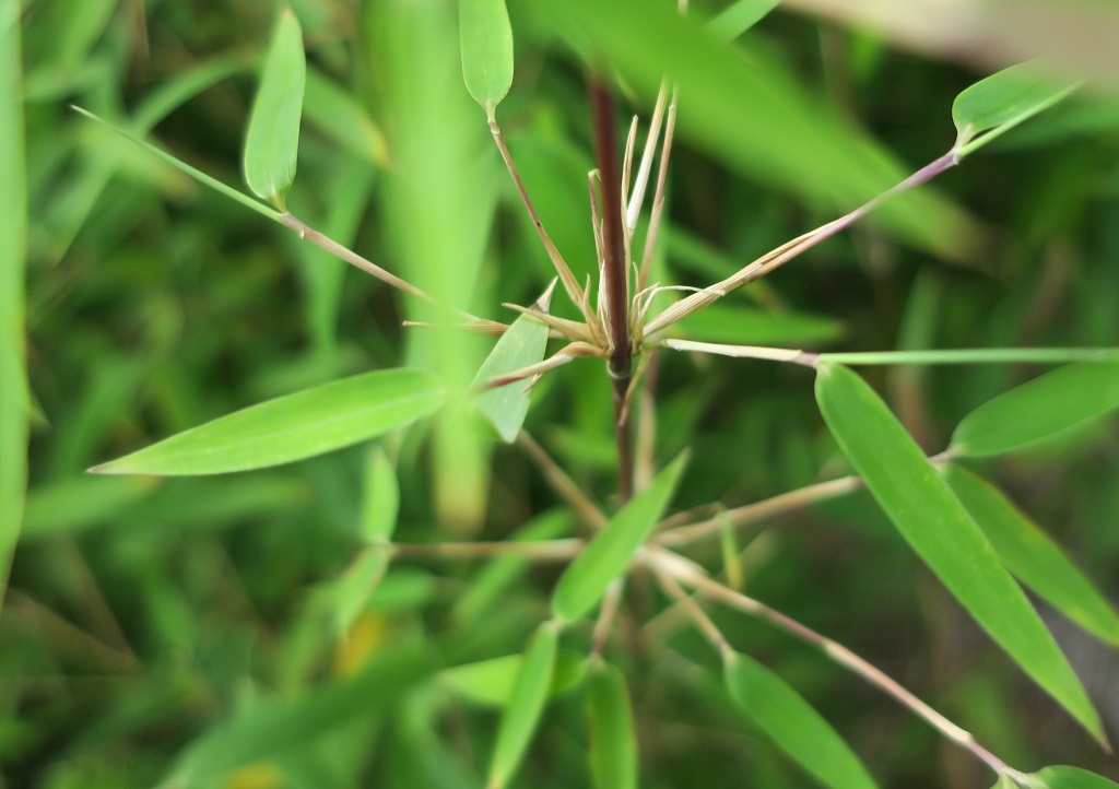 Fargesia 'Jiuzhaigou Bonfire' - horstig