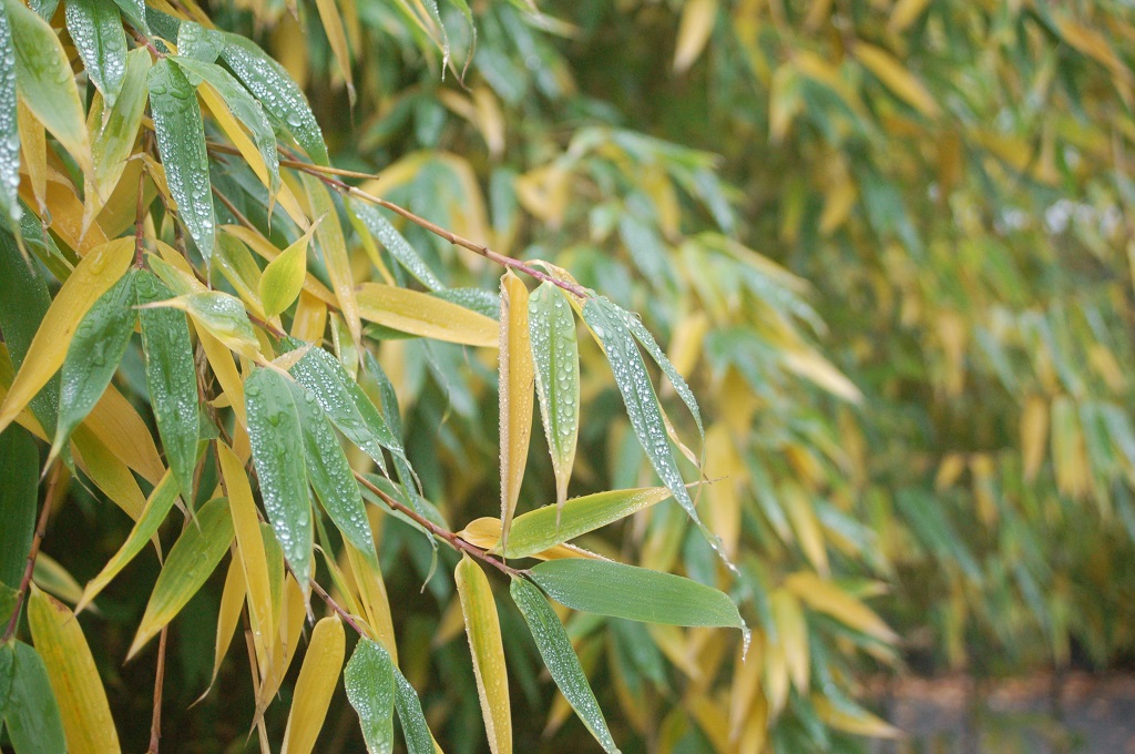 Gelbe Blätter bei Fargesia 'Flamingo'