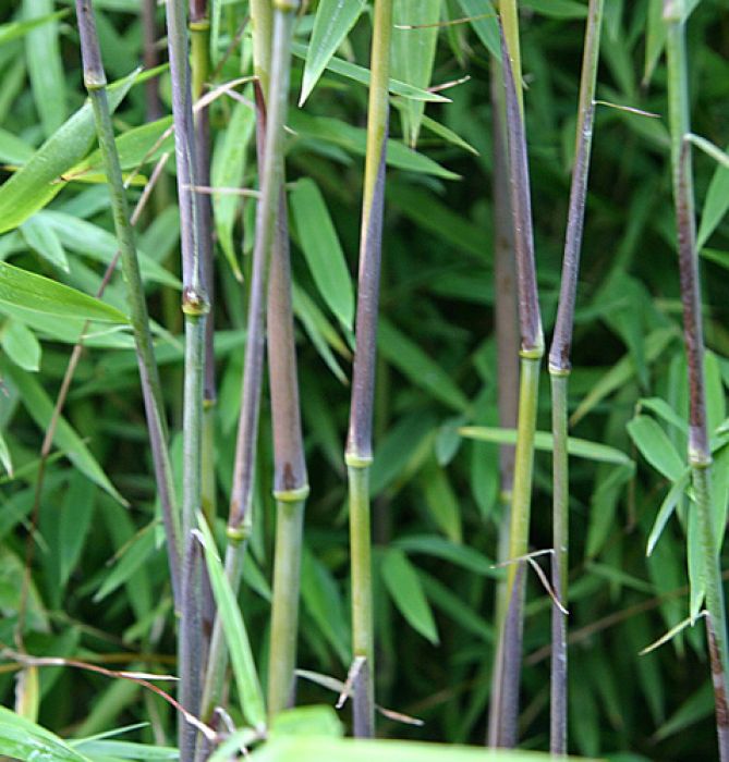 Fargesia Spez. 'Jiuzhaigou-Geneve' ®