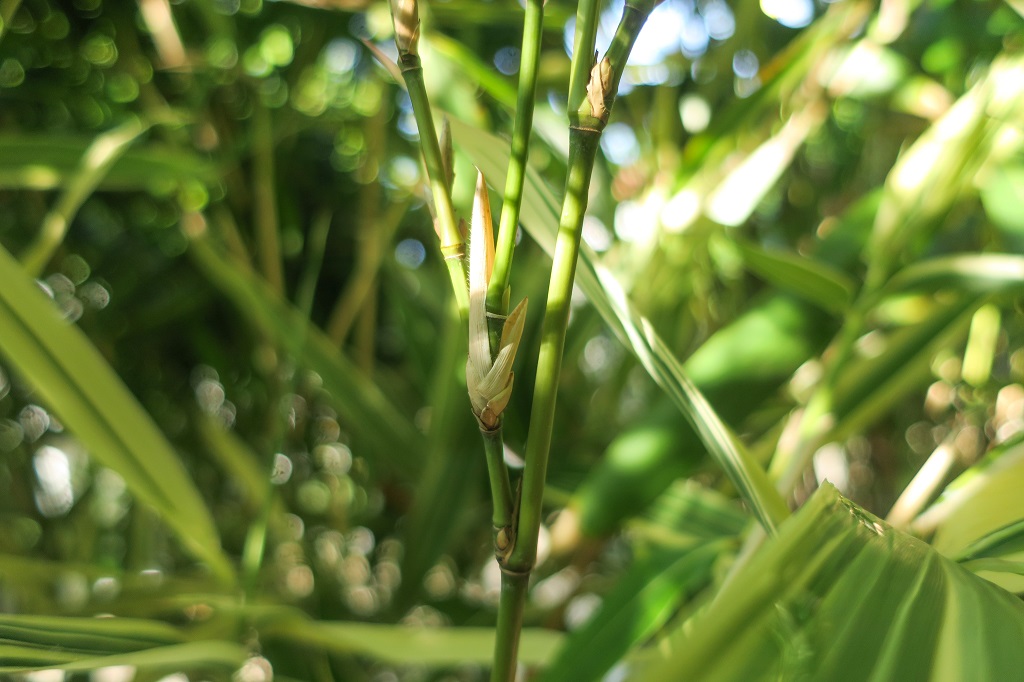 Hibanobambusa tranqillans 'Shiroshima' - Ausläufer