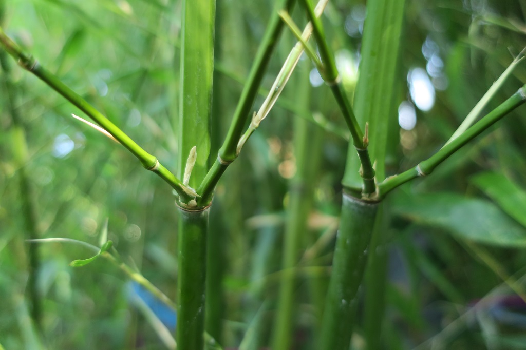 Phyllostachys bissetii - Ausläufer