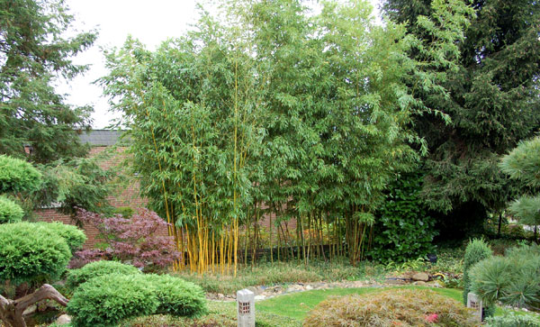 Phyllostachys im Garten