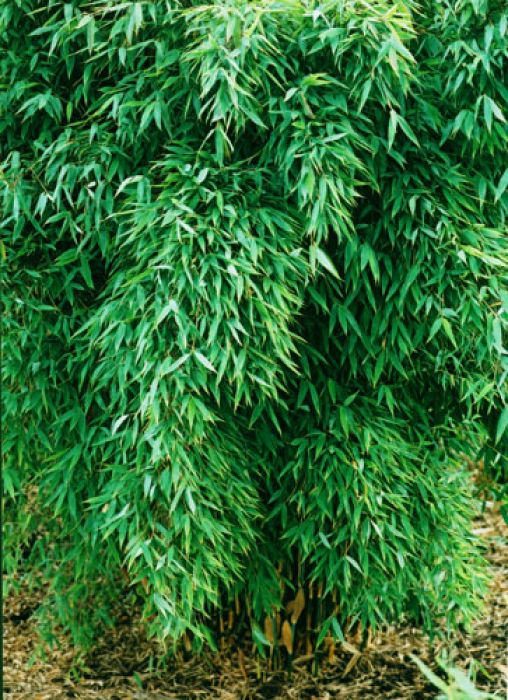 Fargesia murielae 'Standing Stone' ® (Gartenbambus)