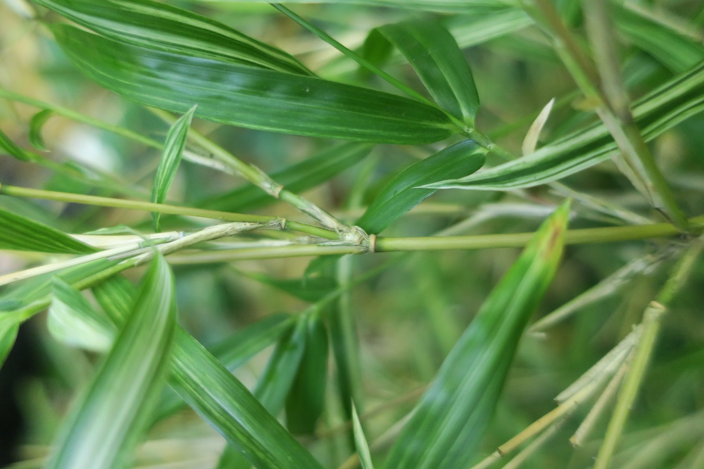 Pleioblastus chino 'Elegantissima' - Ausläufer