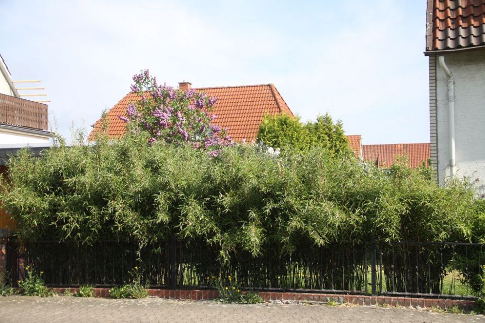 Fargesia 'Ivory Ibis'®