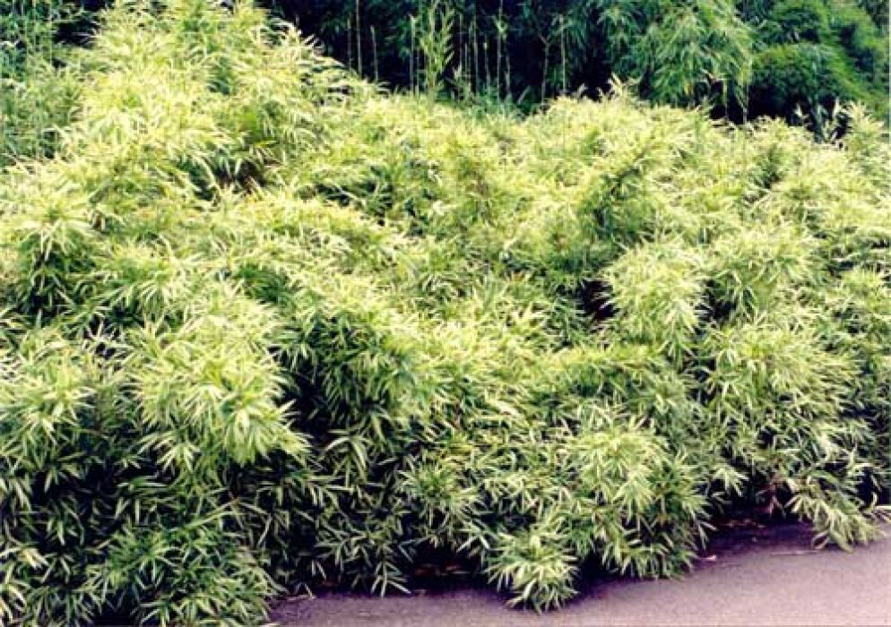 Pleioblastus shibuyanus 'Tsuboi'