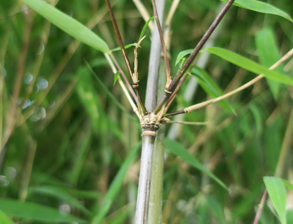 Zum Vergleich: Fargesia nitida 'Fontäne' - horstig
