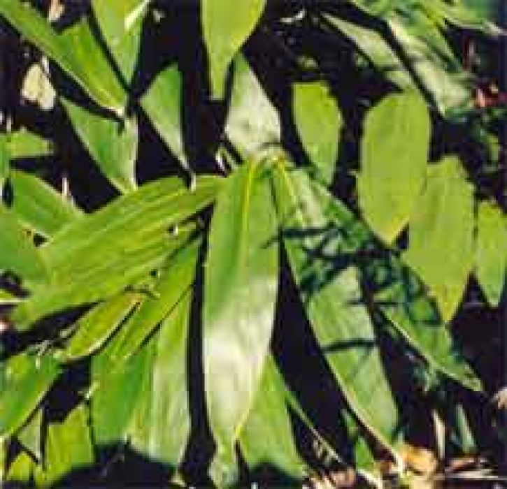 Indocalamus tesselatus