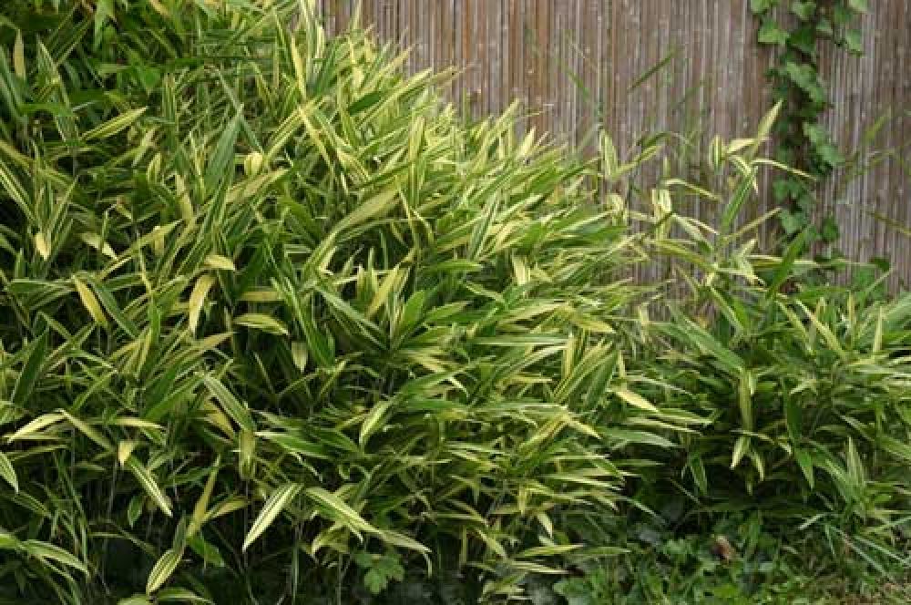 Sasaella masamuneana 'Albostriata'