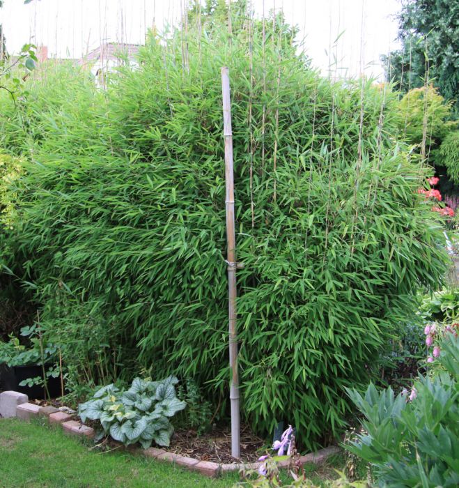 Fargesia nitida 'Fontäne'