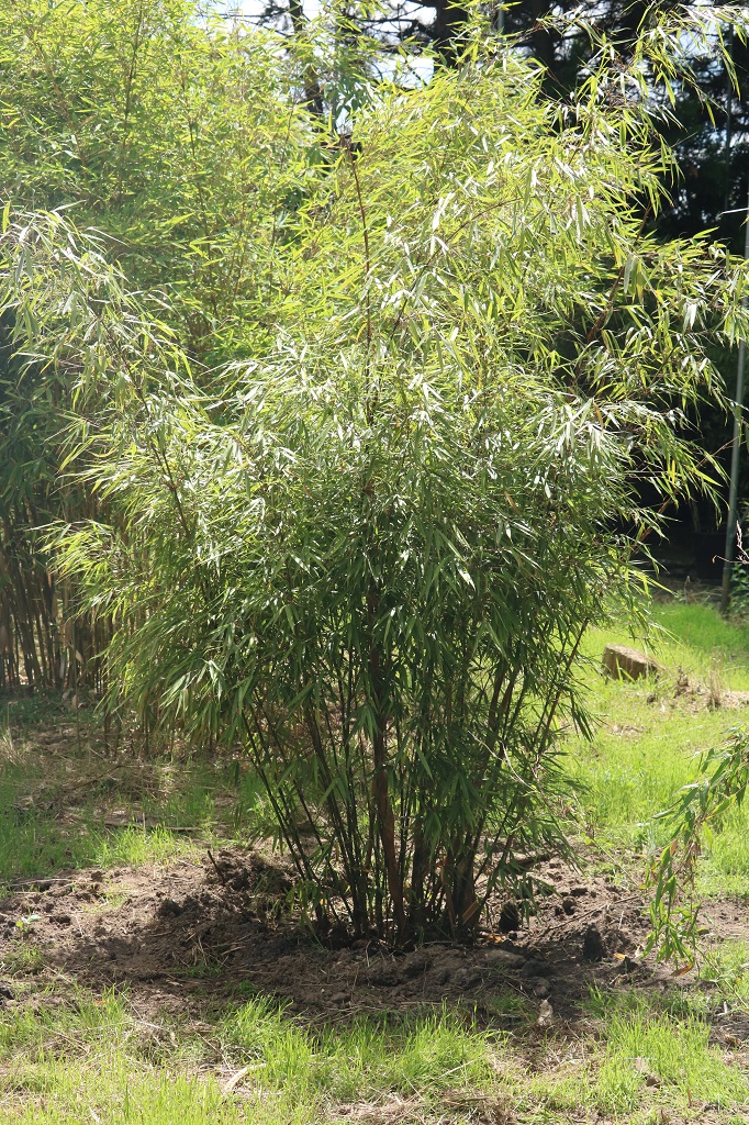 Fargesia rufa 'Arabica'®