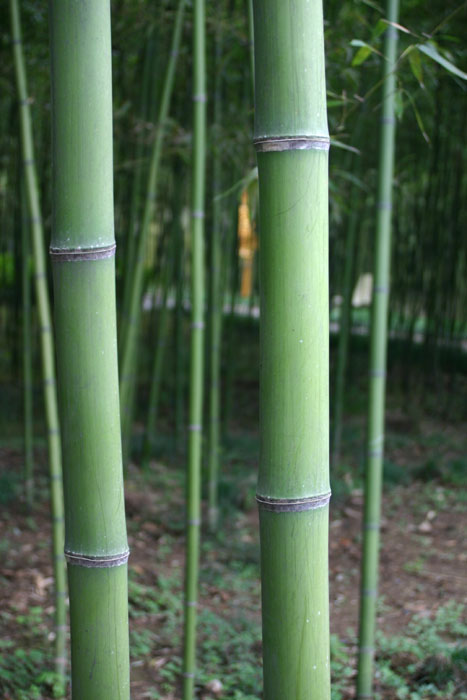 Phyllostachys bambusoides