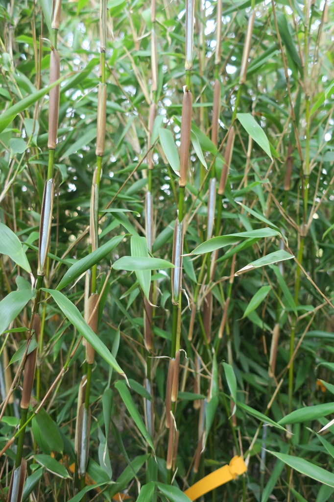 Fargesia 'King of Spears'®