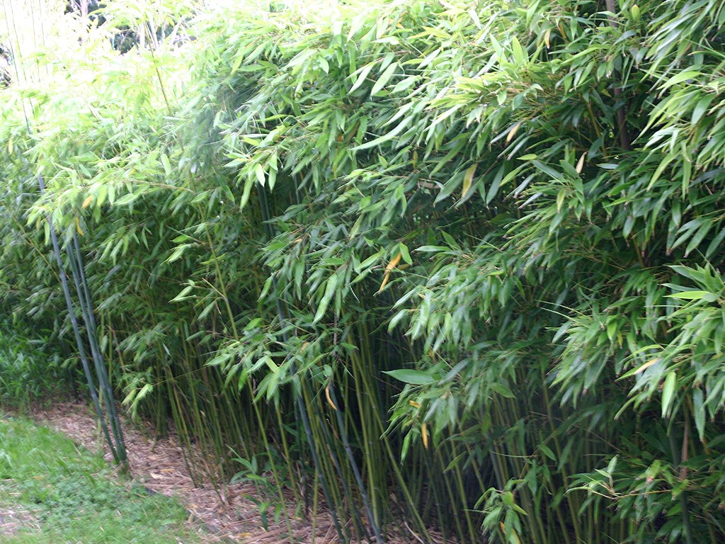 Phyllostachys glauca