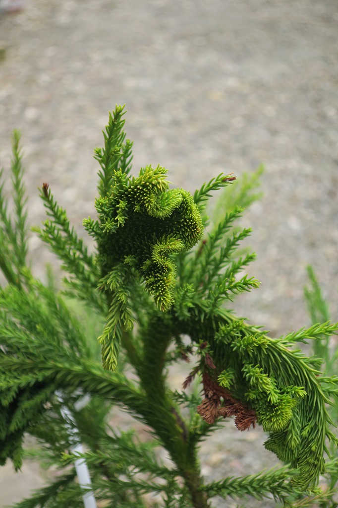 Cryptomeria japonica 'Cristata'