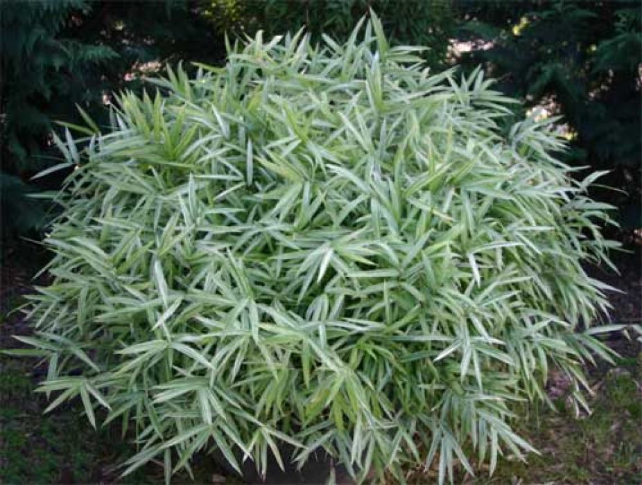 Pleioblastus chino 'Elegantissima'