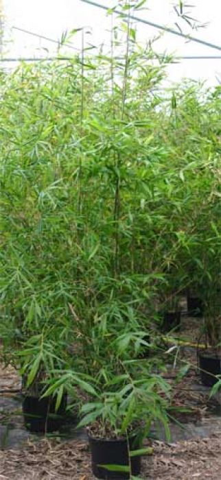 Bambusa tuldoides ventricosa