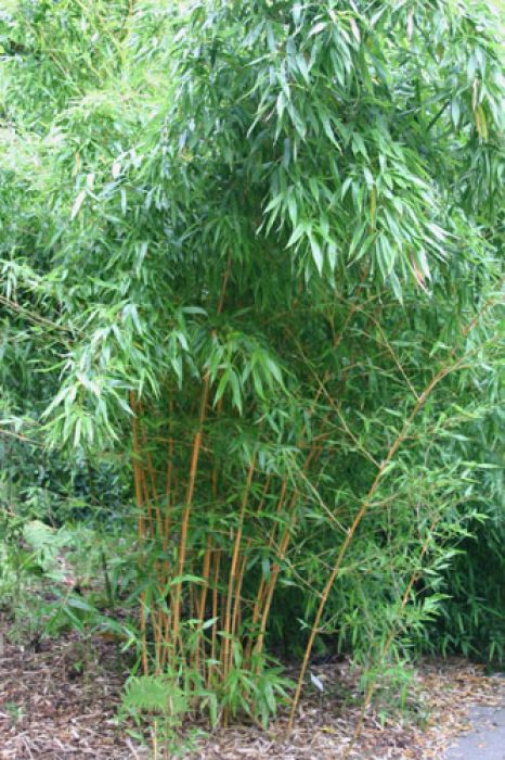 Phyllostachys bambusoides 'Castilloni'
