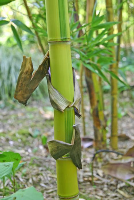 Phyllostachys praecox 'Viridisulcata'