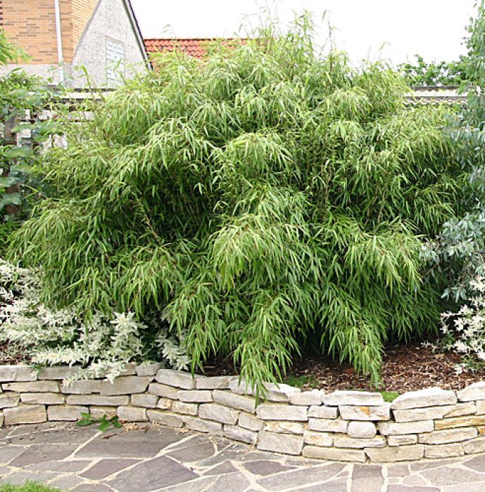 Fargesia rufa  - Original -