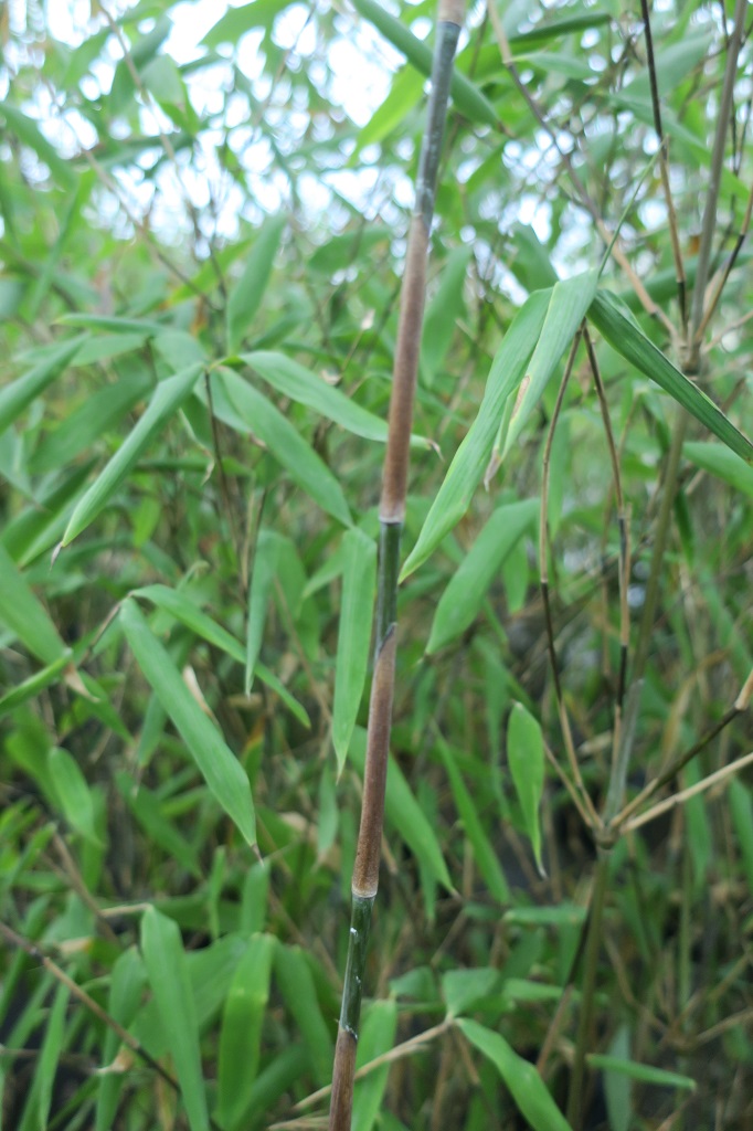 Fargesia murielae x nitida 'Aurora'