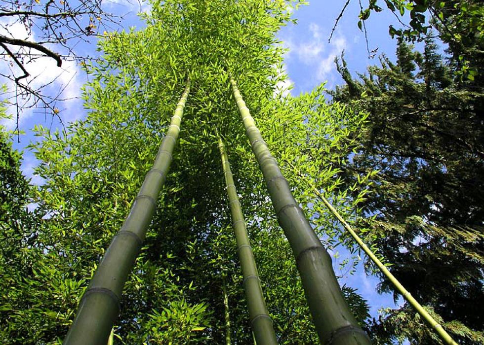 Phyllostachys iridescens