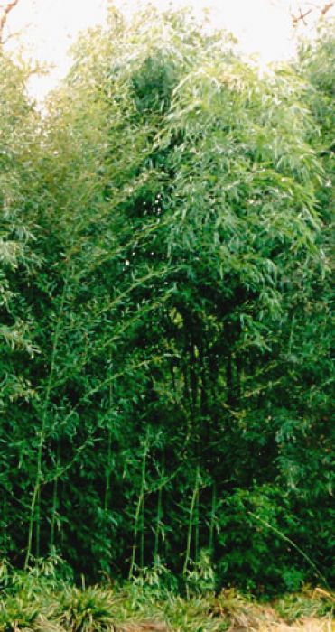 Phyllostachys rubromarginata