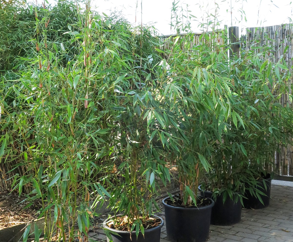 Fargesia robusta 'Wolong'