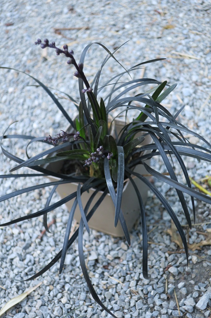Ophiopogon planiscapus 'Nigrescens'