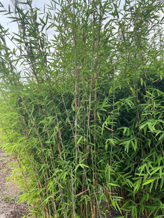 Fargesia 'Violet Woods'®