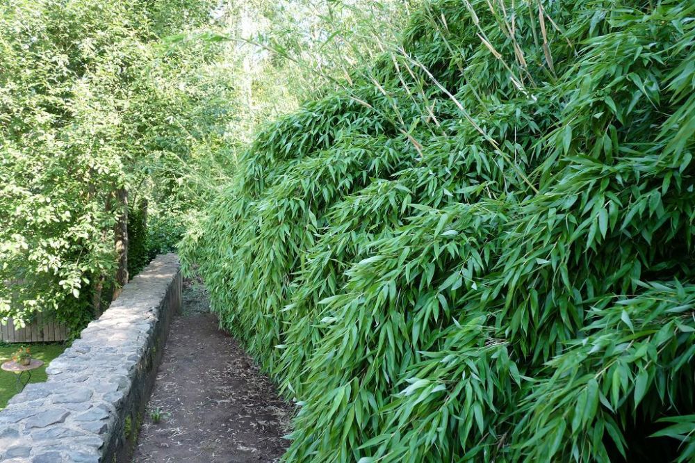 Fargesia denudata 'Lancaster'