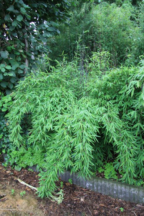 Fargesia nitida 'Black Pearl' ®