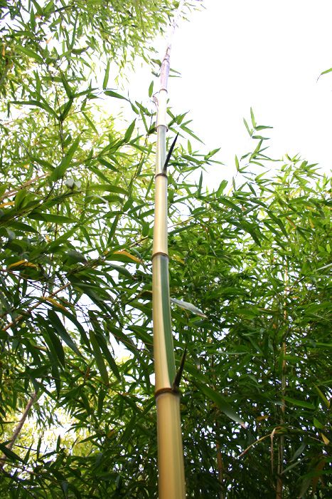 Phyllostachys vivax 'Huangwenzhu-inversa'