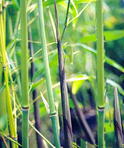 Phyllostachys aurita