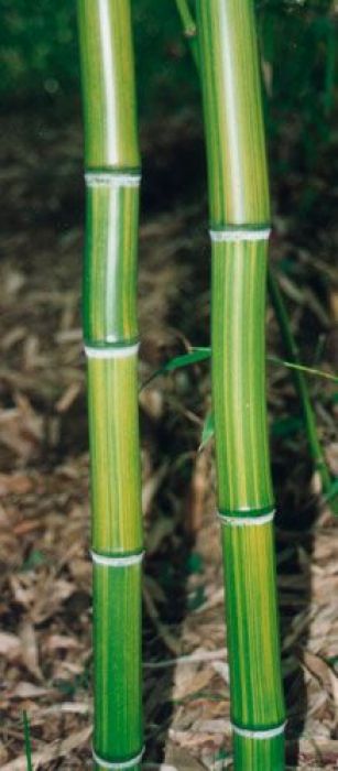 Phyllostachys praecox 'Violascens'