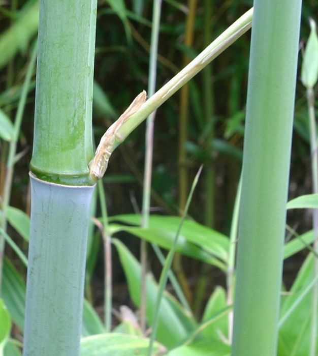 Phyllostachys makinoi