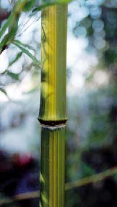 Phyllostachys aureosulcata 'Harbin'