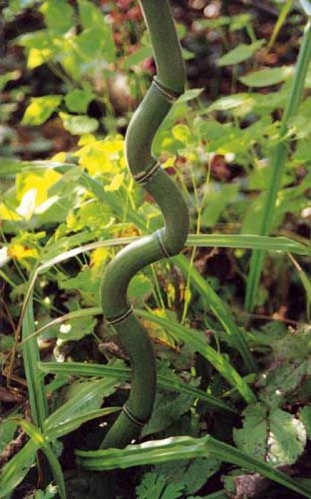 Phyllostachys aureosulcata 'Alata'