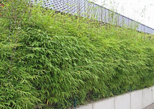 Fargesia nitida 'Fontäne' ® Sichtschutz mit Bambus