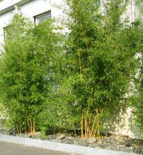 Bambushecken mit Ausläufern / Sichtschutz mit Bambus